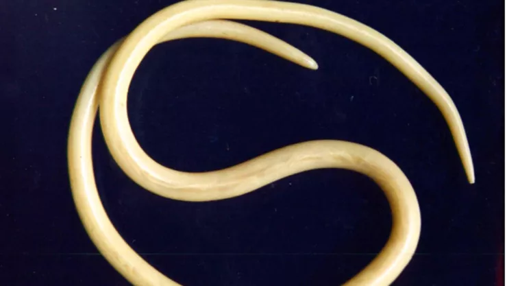 Riegos del Ascaris en el cuerpo humano: Parásitos intestinales por verduras mal lavadas