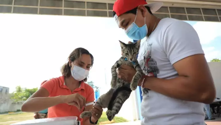 Fortalecen campaña antirrábica en Quintana Roo; reportaron un posible caso de rabia humana en Cancún