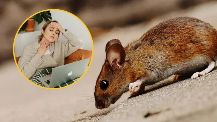 Transmisión del hantavirus en casa