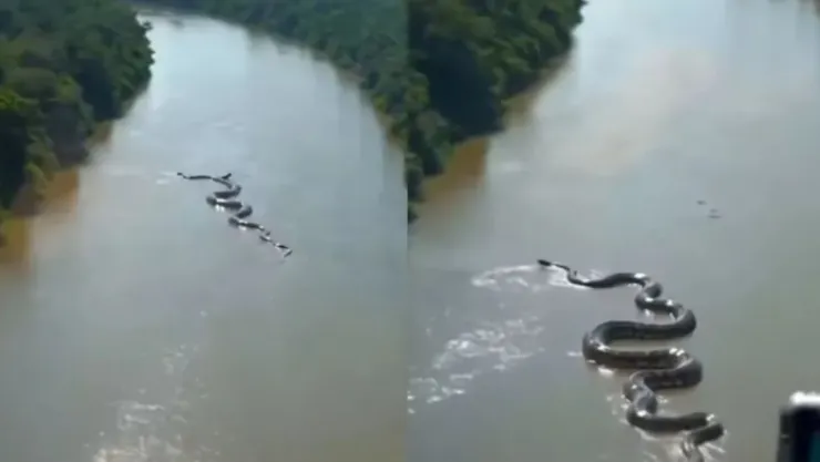 VIDEO: Así captaron una anaconda gigante navegando en el Amazonas ¿Es real o IA?