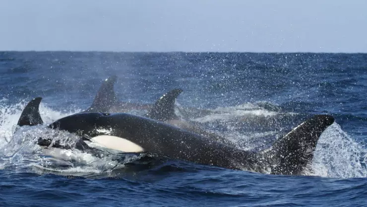 White Gladys: La orca que enseña a otras ballenas a vengarse de los humanos