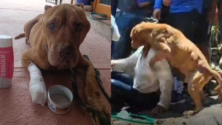 Muere Max, pitbull que intentó defender a su dueña mientras era linchada en Taxco