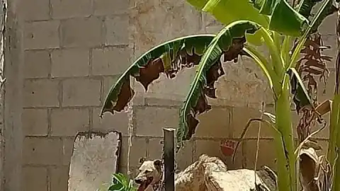 FOTO Reportan posible caso de maltrato animal en Yucatán