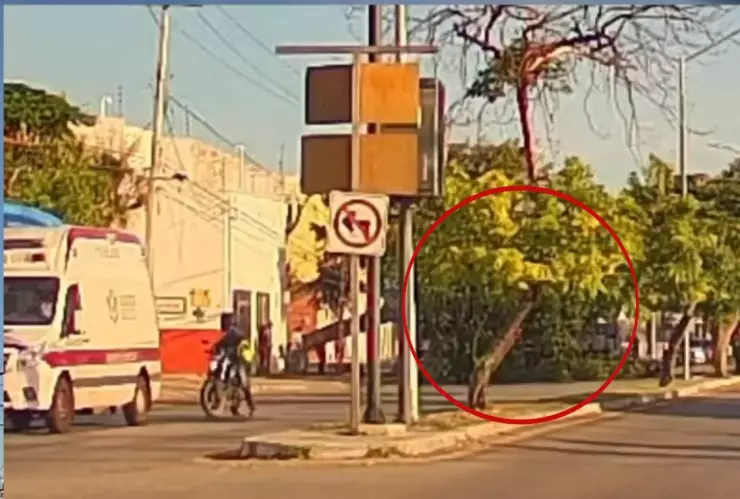 VIDEO_ Cae árbol sobre combi de transporte público en la Itzáes