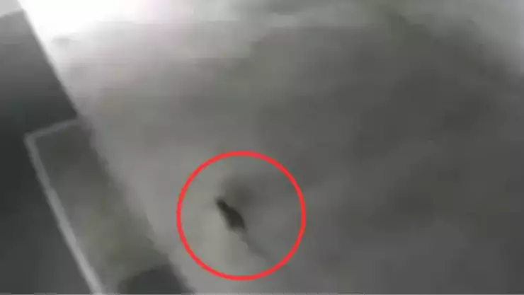 Buscan a gato radioactivo en Japón que cayó a un tanque de químicos