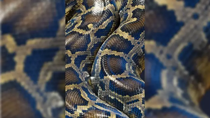 Reportan presencia de víboras en San Marcos Sustentable