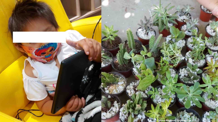 niña maria fernanda venta plantas cancer.jpg