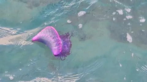 fragata portuguesa en cozumel