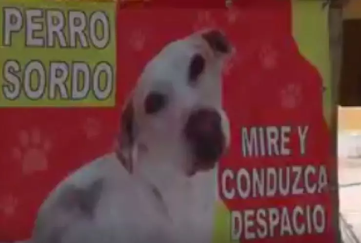 perro-sordo-yucatan