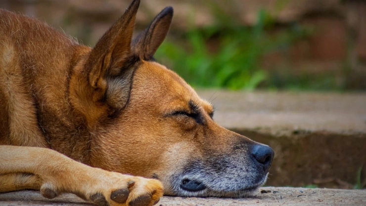 Recomendaciones para prevenir riesgos para la salud del perro