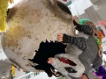 El tlacuache, único marsupial mexicano, se mete hasta en las piñatas.