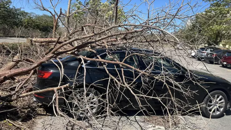 FOTOS_ Fuertes vientos derribaron un árbol sobre Varios autos en la Facultad de Economía