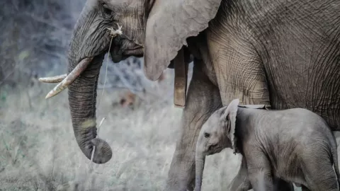 Hombre muere aplastado por elefantes en Sudáfrica