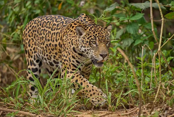 Jaguar