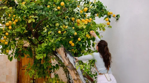 El abono de 3 ingredientes que estimula el crecimiento de un limonero
