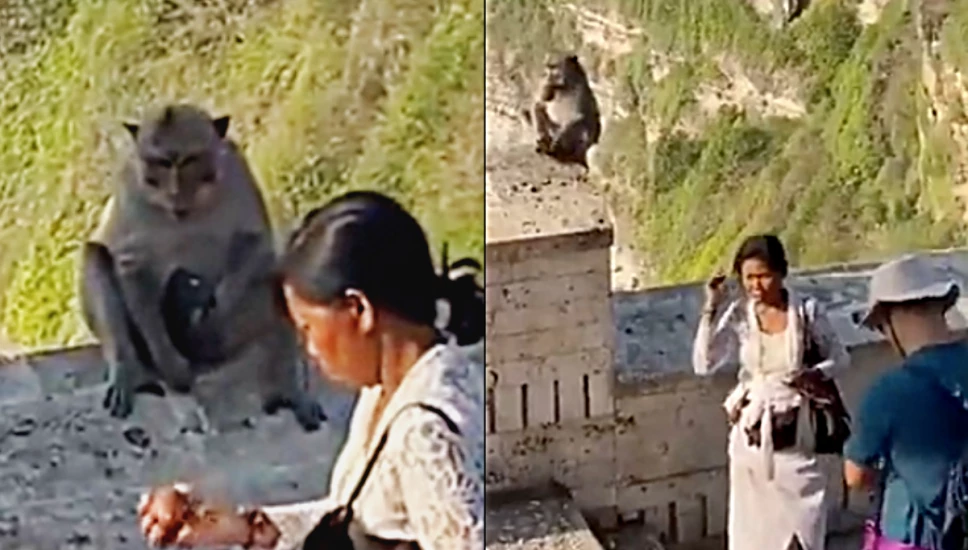 Mono le robó el teléfono a una mujer y debió darle algo a cambio