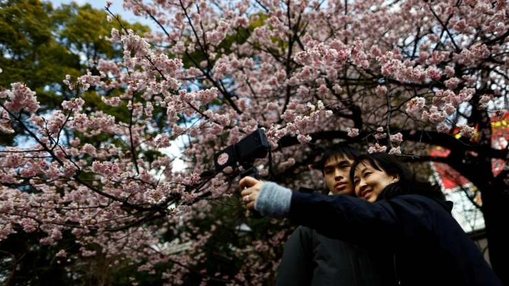 cerezos-japon-floracion