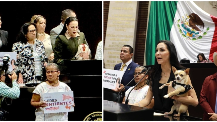 Diputados aprueba prohibir el maltrato animal en todo México