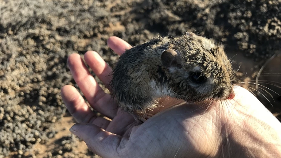 RATA CANGURO