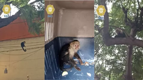 La Secretaría de Seguridad Ciudadana capturó a un Mono capuchino que fue encontrado escondido en los árboles de la alcaldía Venustiano Carranza en la CDMX