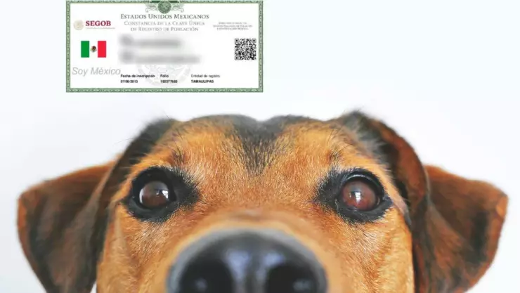 curp mascotas 2025.