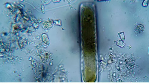 Retiran desinfectante para heridas