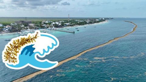 Playas libres de sargazo en Quintana Roo HOY 17 de junio de 2025_ Lista desde Holbox, Cancún y hasta Tulum.jpg