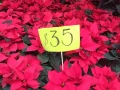 En estos mercados de flores puedes comprar nochebuenas en la CDMX