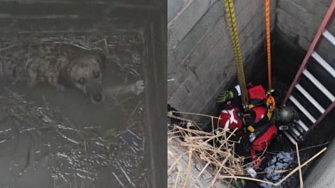 rescatan-a-perrita-que-cayo-a-un-pozo-15-metros-en-la-carretera-nacional-monterrey-nuevo-leon