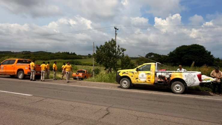 Ataque-de-abejas-deja-dos-muertos-en-Mazatlán-Sinaloa
