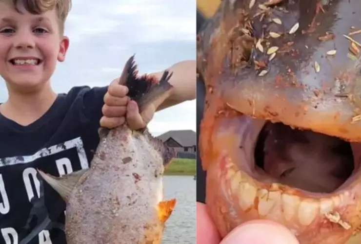 pez con dientes humanos-nino-pesca-ejemplar-pacu-oklahoma
