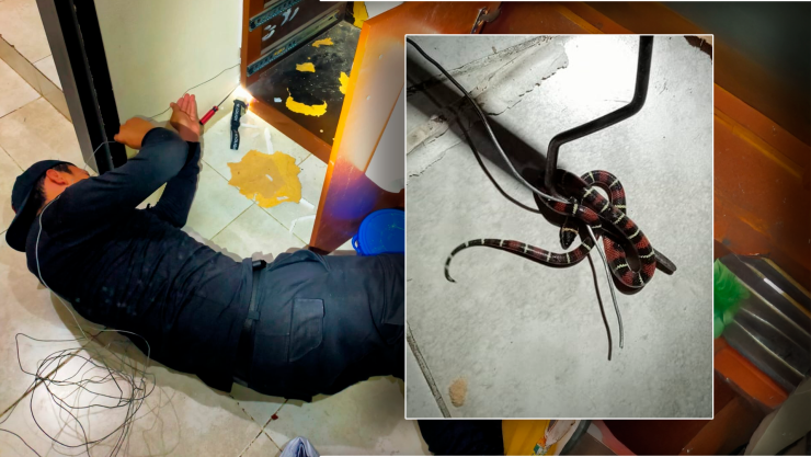 Falsa coral casa Tuxtla Gutiérrez