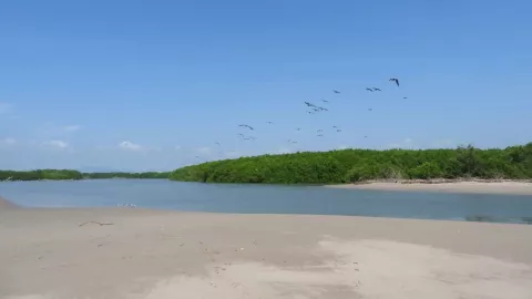 Santuario Playa El Verde Camacho en Sinaloa