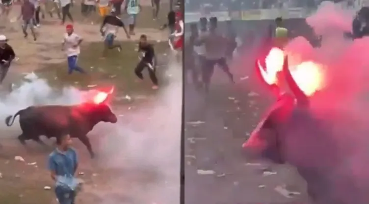 Prenden fuego a los cuernos de un toro en Colombia: Desata indignación por crueldad animal| VIDEO