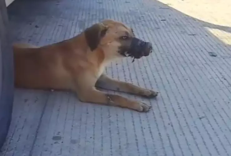¡INDIGNANTE! Hallan a perrita con el hocico y patas encintadas en Umán; denuncian maltrato animal
