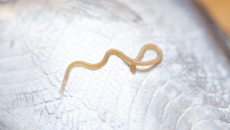 ¿Qué son los anisakis y en qué pescados están?