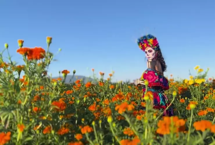 Campos de cempasúchil en Puebla