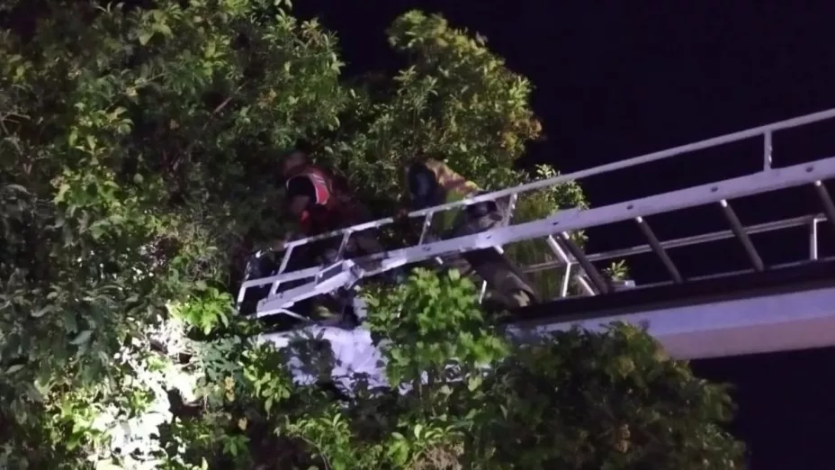 Torreón Joven es rescatado de árbol tras discutir con su pareja.jpg