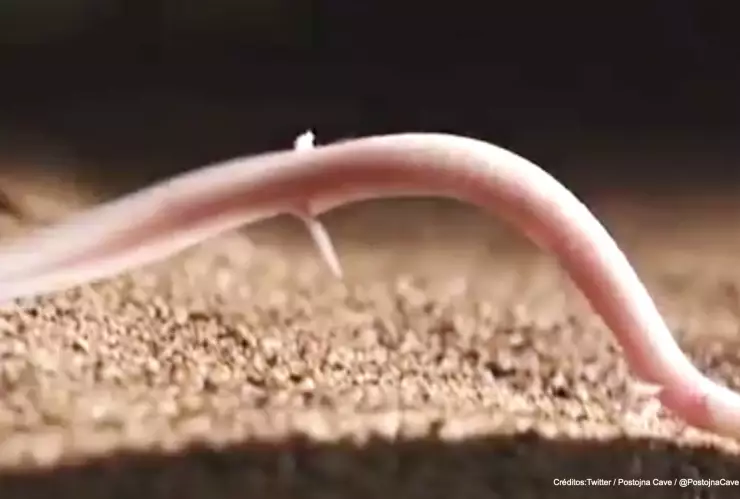 crias de dragon .jpg