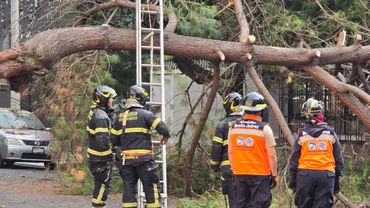 Enorme pino aplasta un vehículo en la Narvarte, CDMX