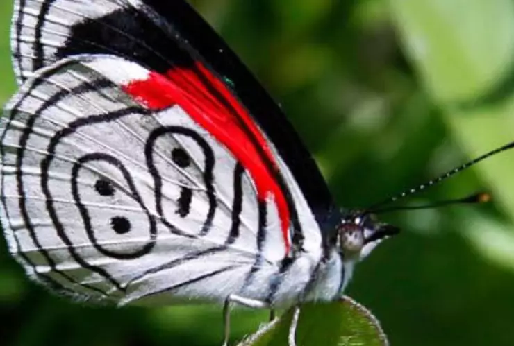 festival internacional de cine de xilitla 2024.jpg
