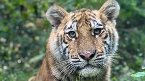 VIDEO: Tigre ataca a su cuidadora en parque
