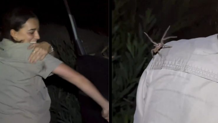 Jóvenes juegan con araña en Australia