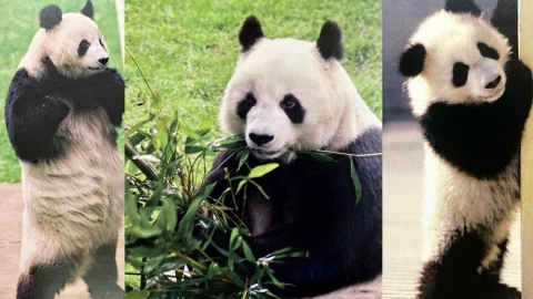 Muere Shuan Shuan, la panda gigante más longeva de México