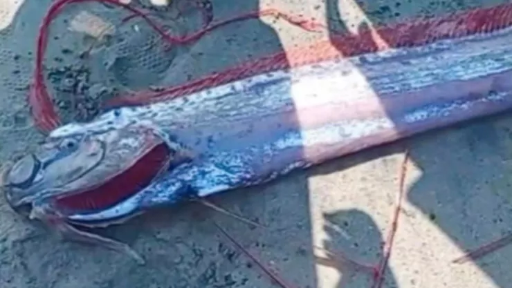 Hallan pez del fin del mundo en playa de Nayarit y relacionan su aparición con desgracias