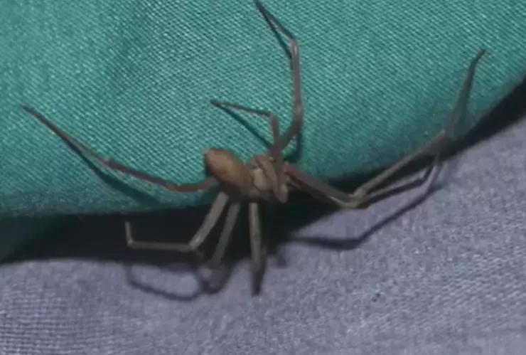 Mujer muere tras picadura de araña violinista en Guaymas, Sonora