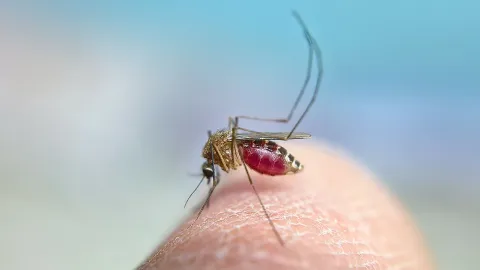 Esta es la trampa casera que ahuyenta a los mosquitos, según los expertos