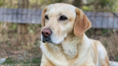 Un estudio científico ha mostrado que razas de perros son las más longevas