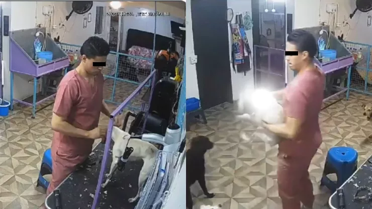 VIDEO: Captan a trabajador de estética para animales golpeando a un perrito