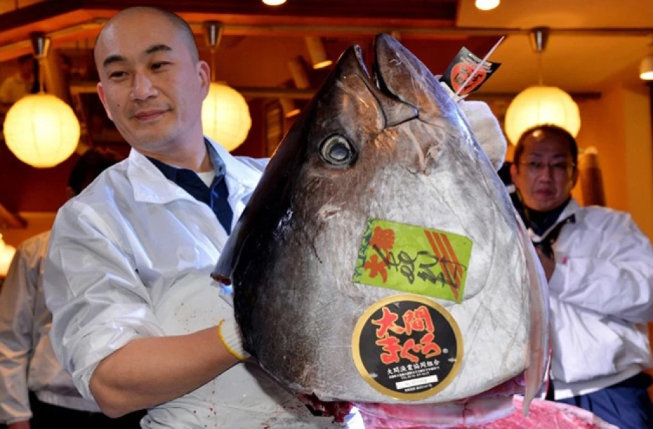 Presentan la cabeza del atún gigante